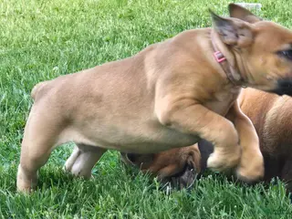 South African Boerboels dogs South African Boerboels Puppy 1 - Ad 6