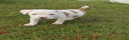 American Pit Bull Terrier dogs for sale: American Pit Bull Terrier 6 - Ad 3