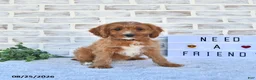 Cavapoo dogs for sale: Carma - Ad 3