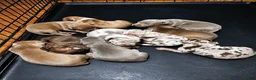 American Pit Bull Terrier dogs for sale: American Bully  - Ad 3