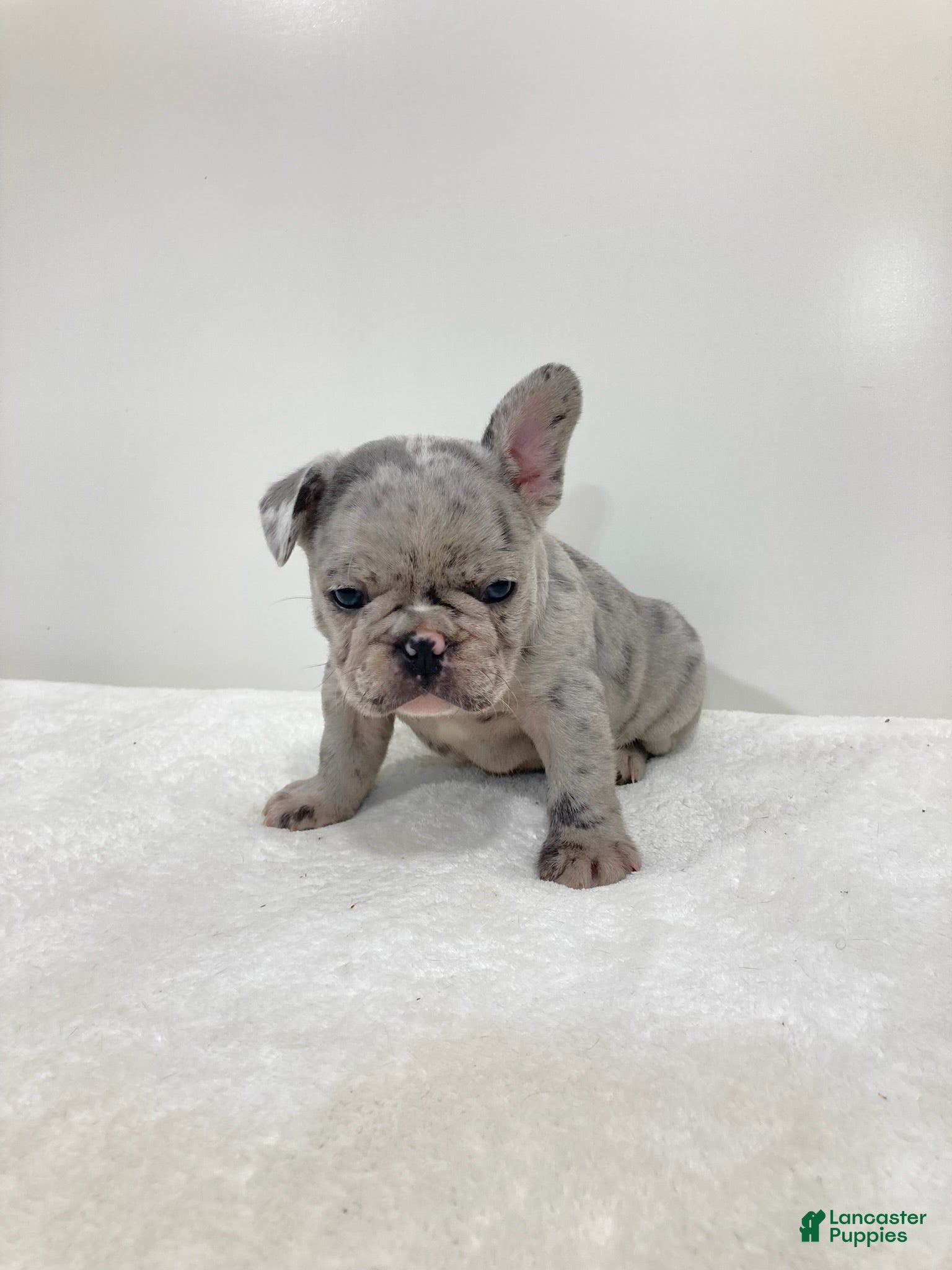 French Bulldog dogs Victor French Bulldog  - Ad 1
