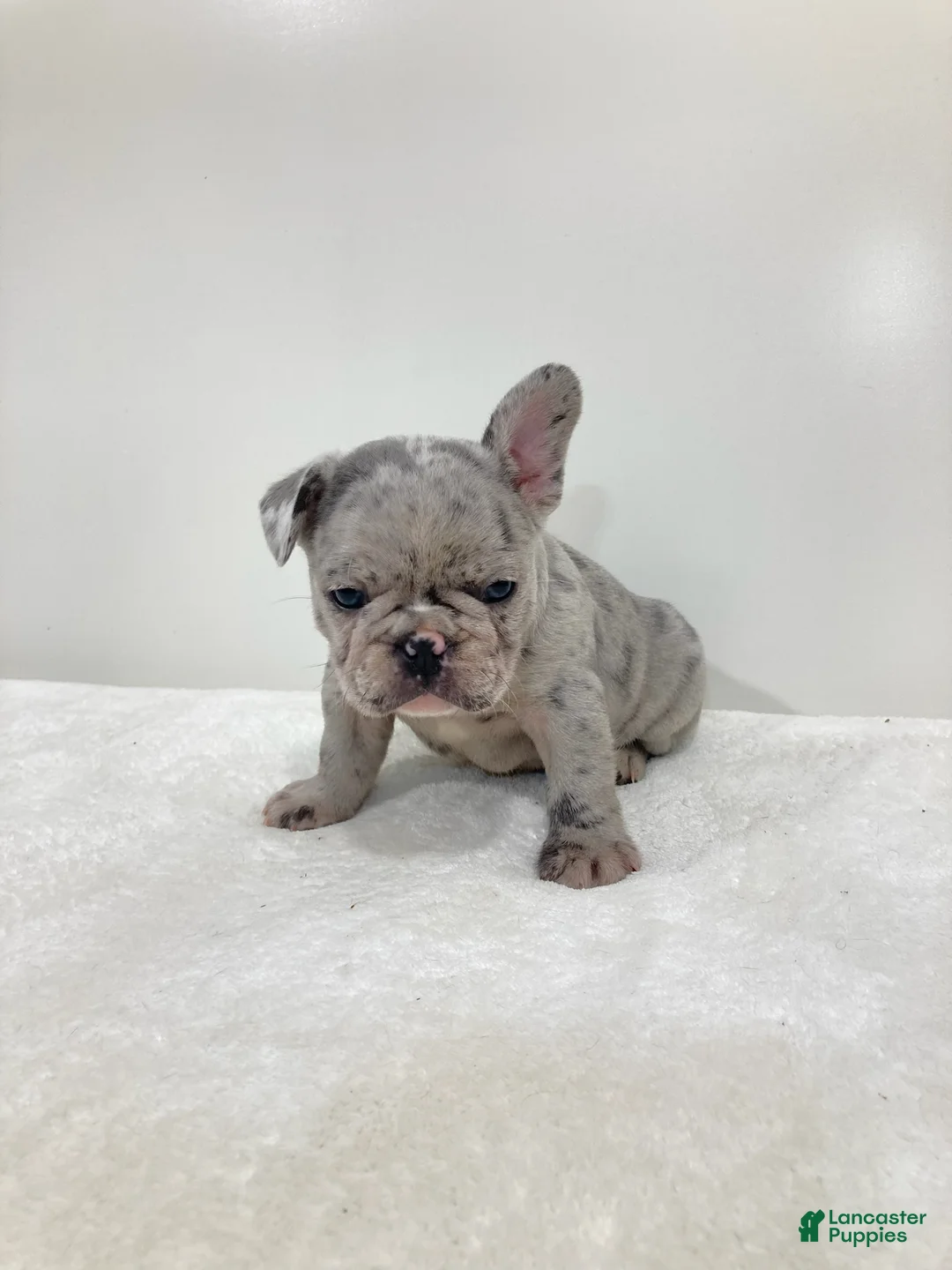 French Bulldog dogs for sale: Victor French Bulldog  - Ad 1