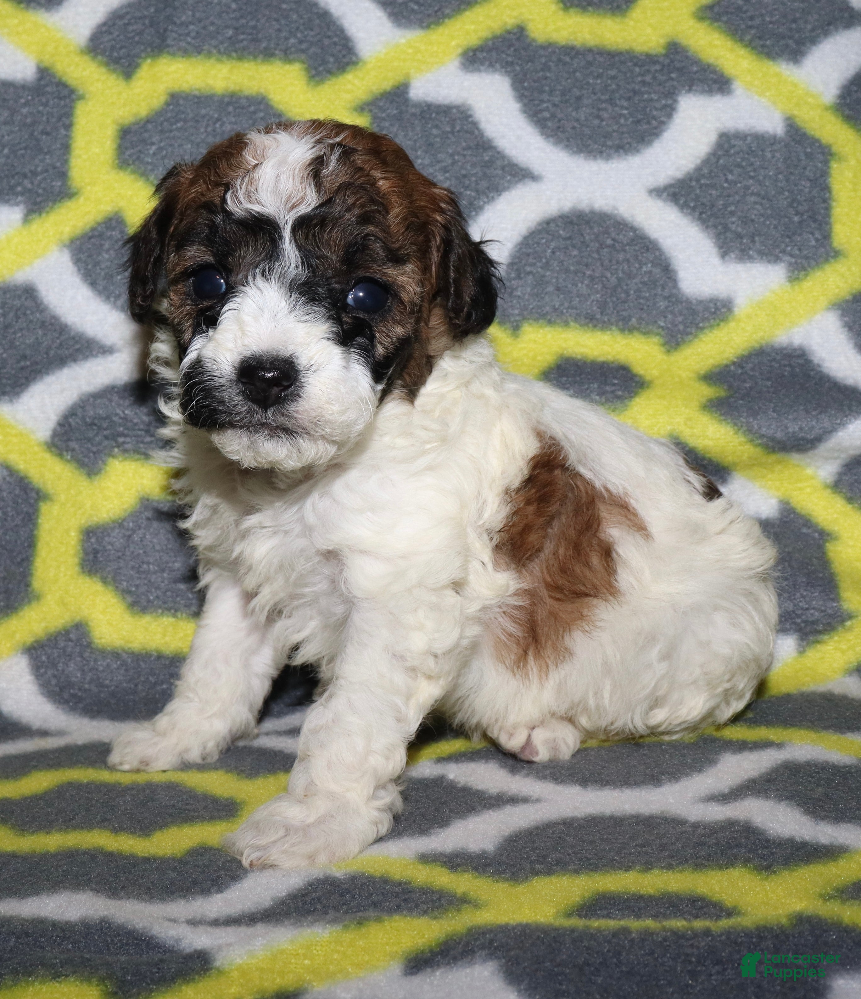 Miniature Poodle dogs Harlee’s Br&W male - Ad 7