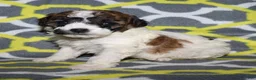 Miniature Poodle dogs for sale: Reserved Harlee’s Br&W male - Ad 12
