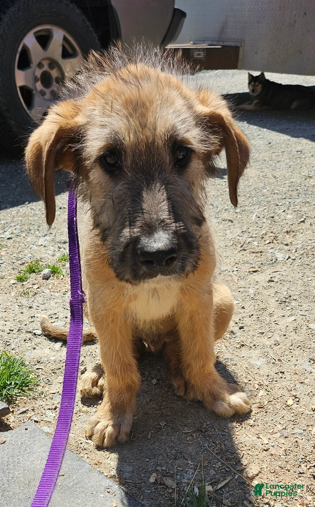 Irish Wolfhound dogs for sale: Irish Wolfhound Puppy 1 - Ad 1