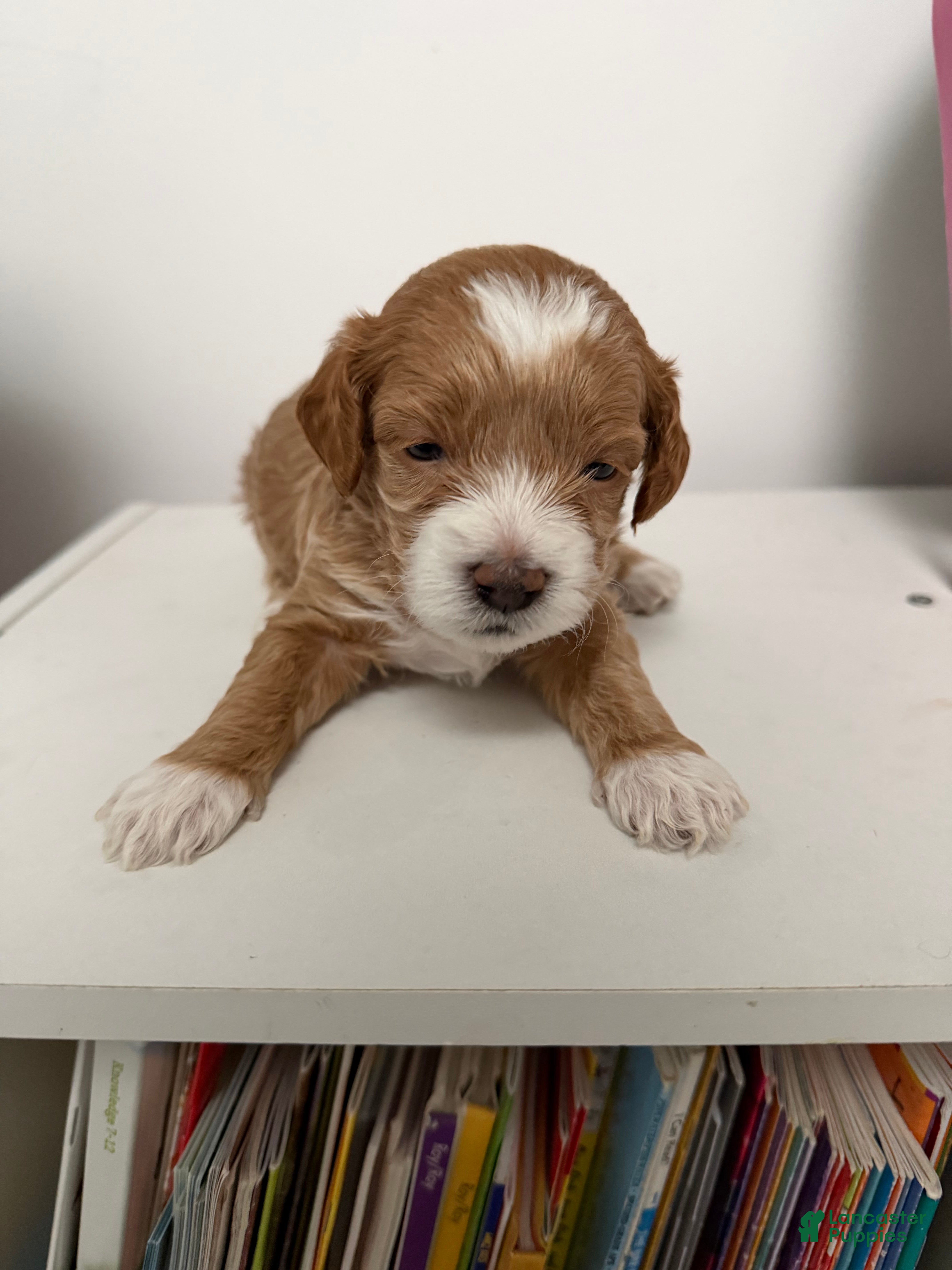 Mixed Breed dogs Lucky - Ad 1