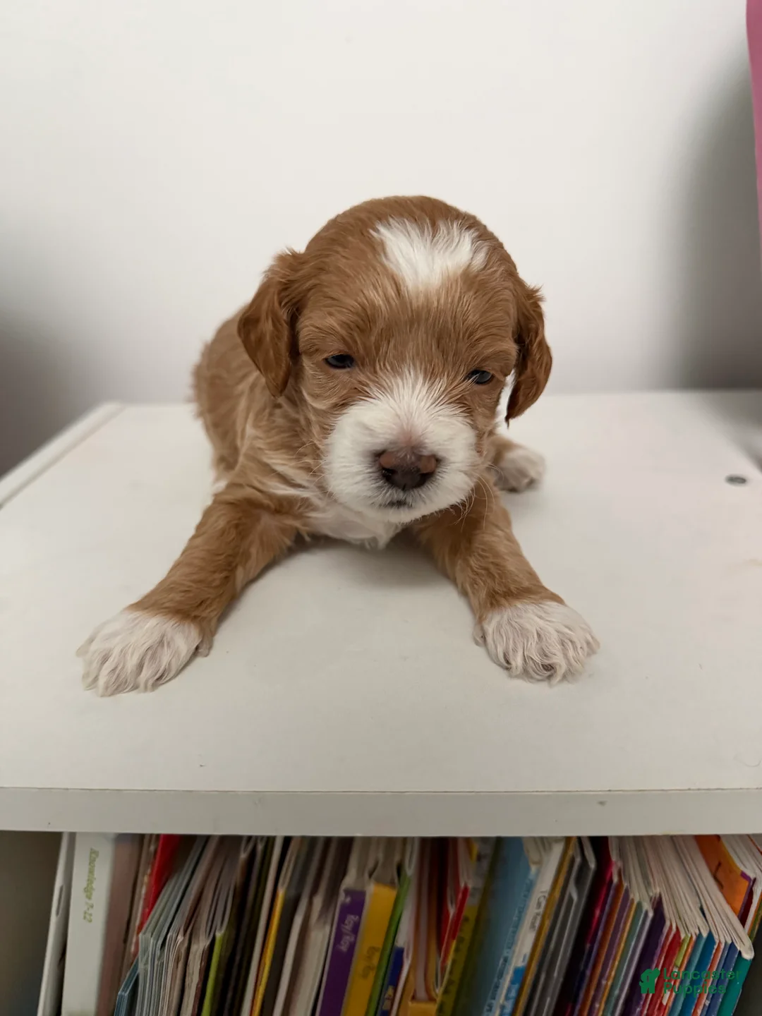 Mixed Breed dogs for sale: Lucky - Ad 1