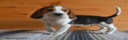 Beagle dogs for sale: Hugo - Ad 8