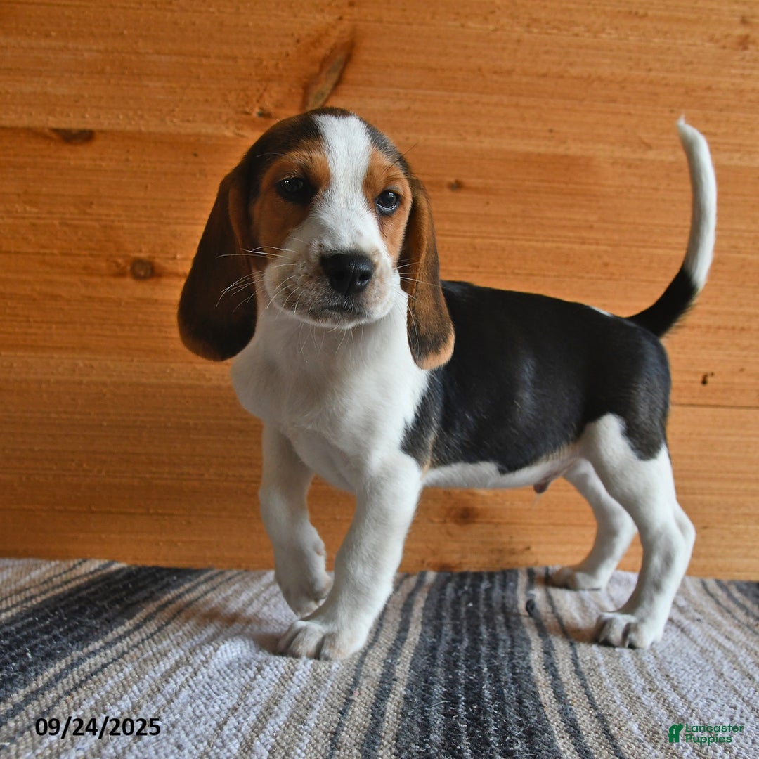 Beagle dogs for sale: Hugo - Ad 8