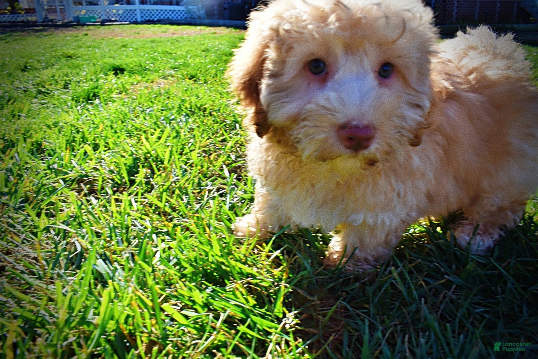 Havapoo dogs for sale: Ranger - Ad 10