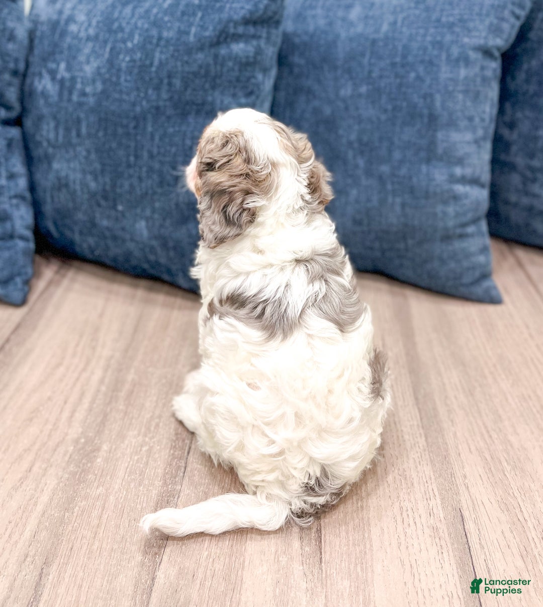 Cavapoo dogs for sale: Twinkie - Ad 6