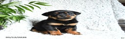 Rottweiler dogs for sale: Zelda - Ad 1