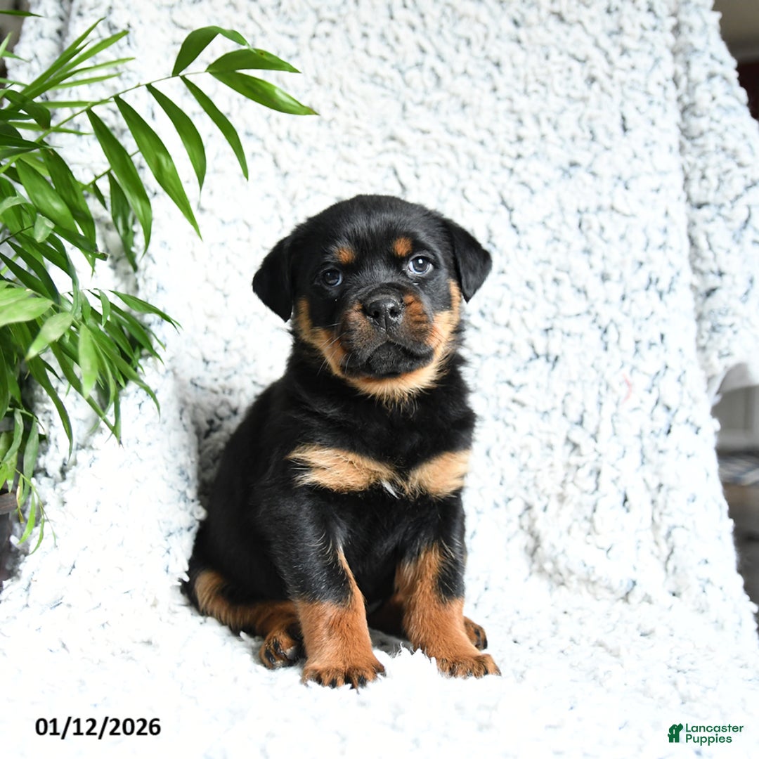 Rottweiler dogs for sale: Zelda - Ad 1