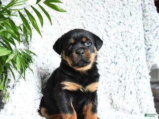 Rottweiler dogs Zelda - Ad 37