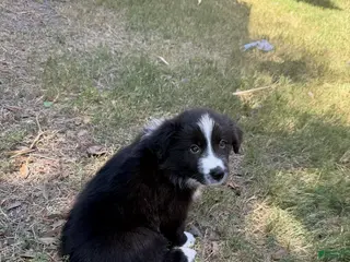 Border Collie dogs Harry - Ad 1