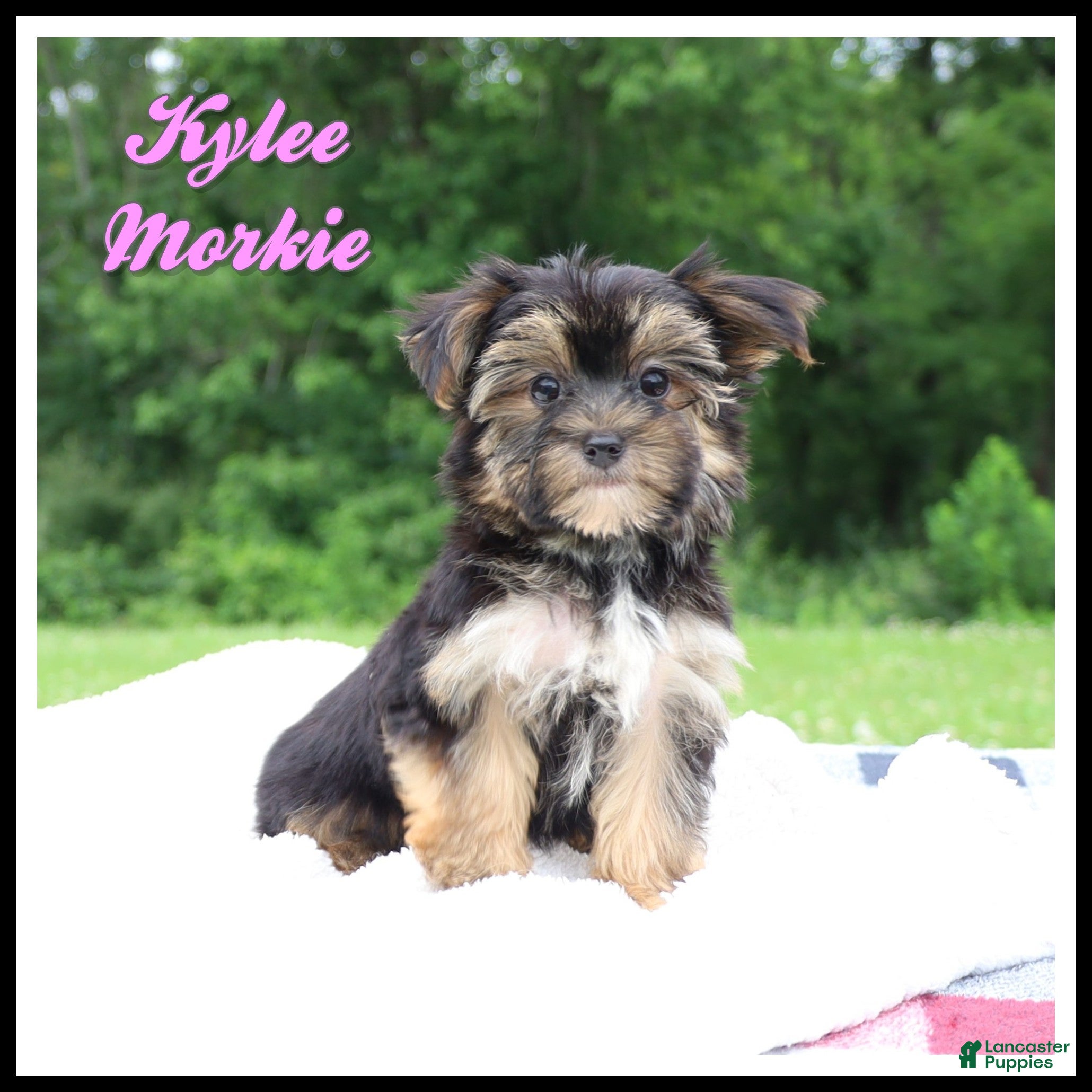 Morkie dogs Kylee - Ad 1