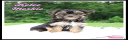 Morkie dogs for sale: Kylee - Ad 1