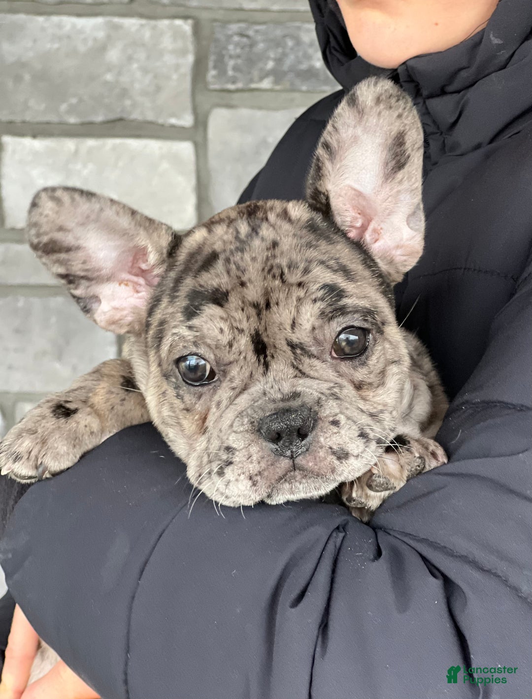 French Bulldog dogs for sale: Olympia - Ad 2