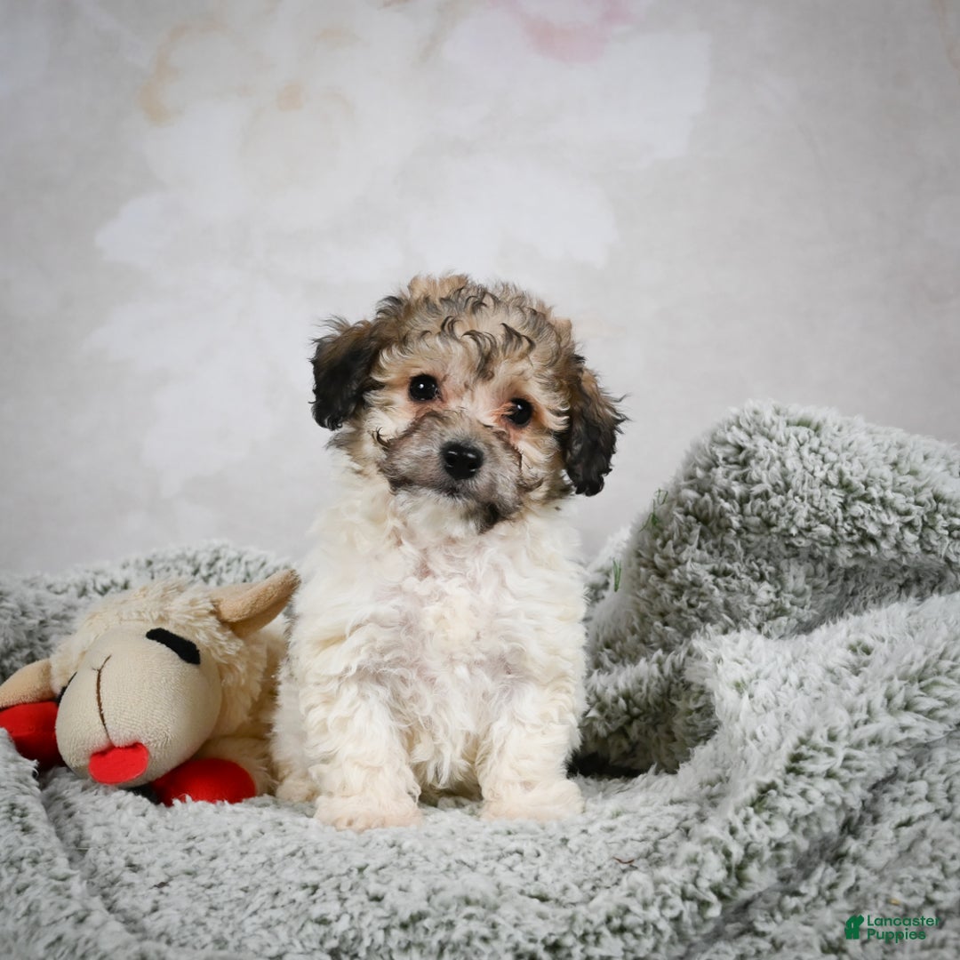 Bichpoo dogs for sale: Brady - Ad 2