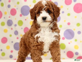 Cavapoo dogs April - Ad 6