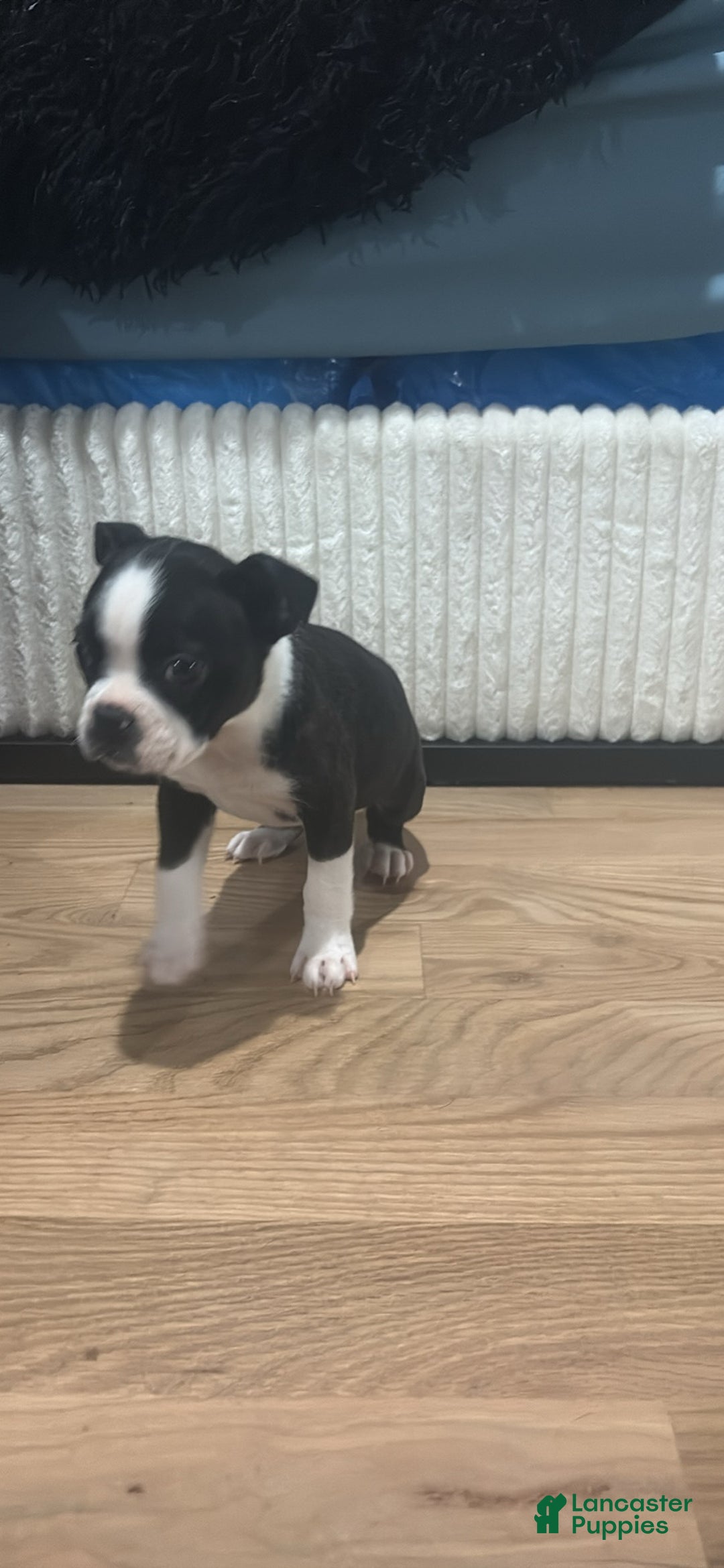 Mixed Breed dogs for sale: Mixed Breed Puppy 3 - Ad 2