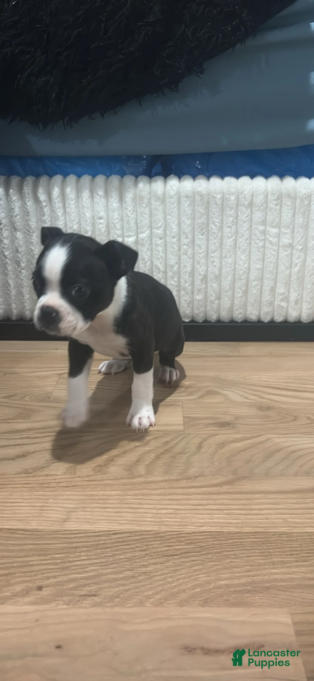 Mixed Breed dogs for sale: Mixed Breed Puppy 3 - Ad 2