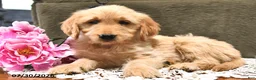 Goldendoodle dogs for sale: Caramel - Ad 10
