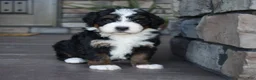 Mini Bernedoodle dogs for sale: Jewel - Ad 2