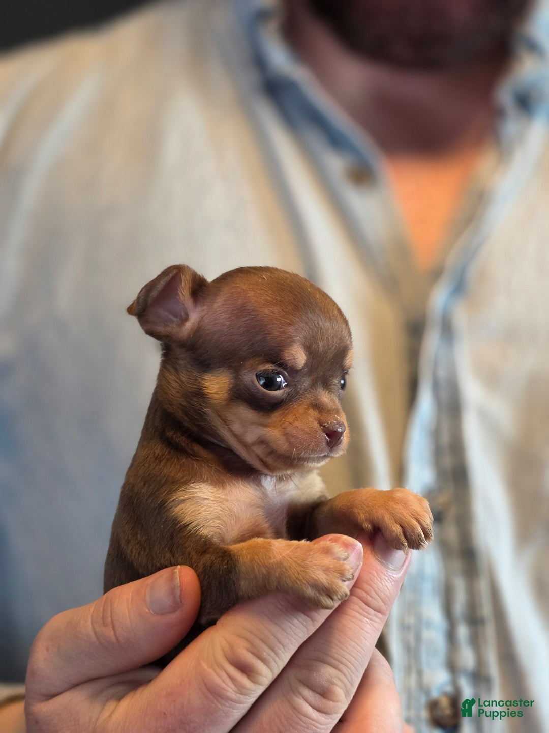 Chihuahua dogs for sale: Milk Choco Nugget  - Ad 9