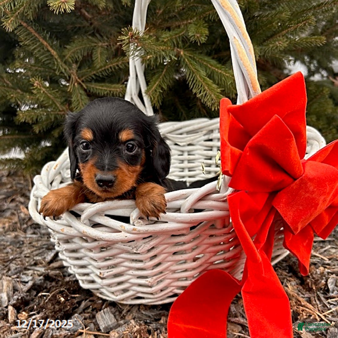Miniature Dachshund dogs for sale: Samantha - Ad 2