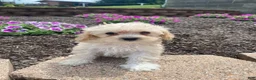 Cavapoo dogs for sale: Annie - Ad 5