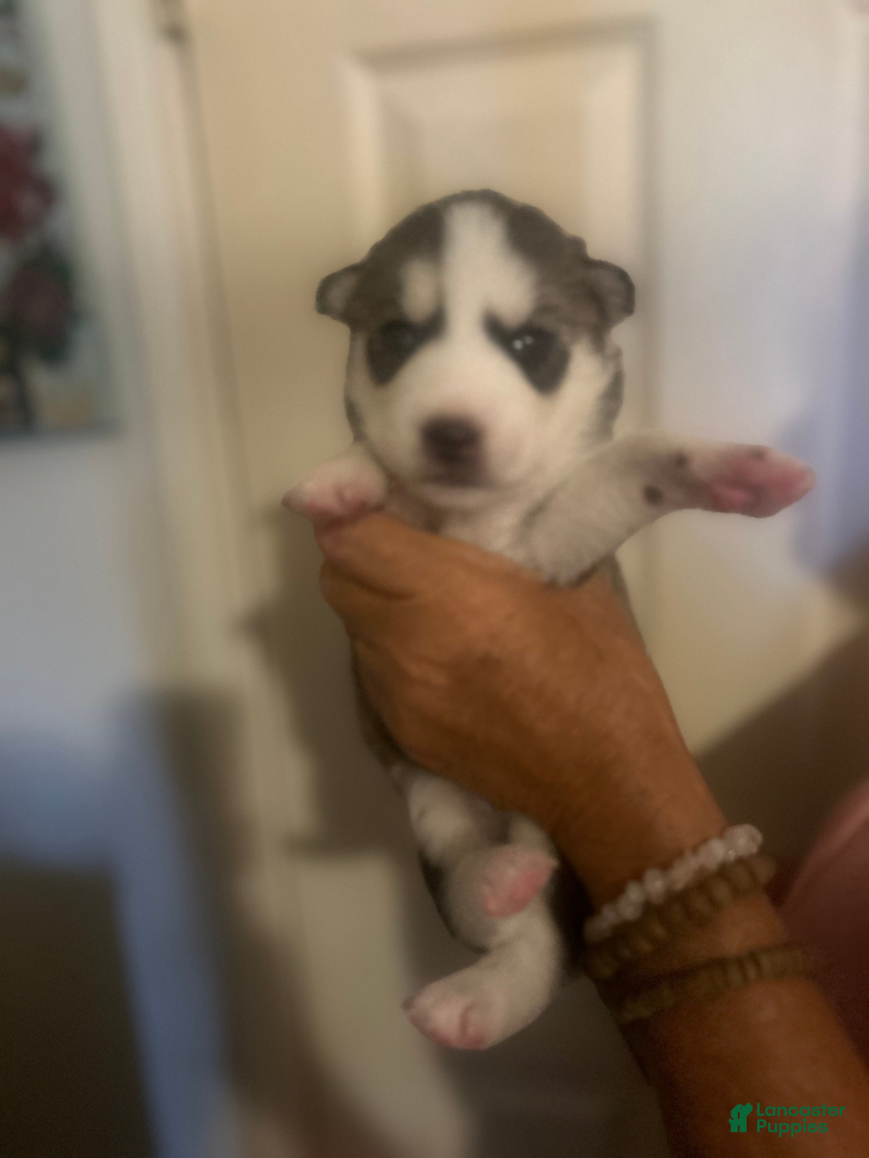 Gerberian Shepsky dogs for sale: Gerberian Shepsky 9 - Ad 4