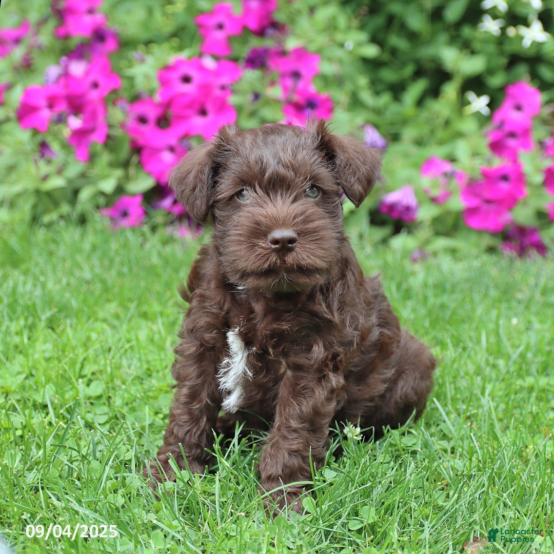 Brown Schnauzer For Sale Wishbone Farm Schnauzers Liver And On