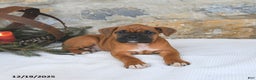 Boxer dogs for sale: Hickory - Ad 3