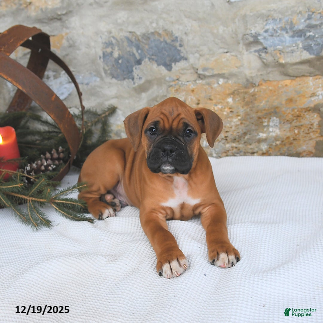 Boxer dogs for sale: Hickory - Ad 3