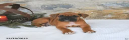 Boxer dogs for sale: Hickory - Ad 3