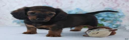 Miniature Dachshund dogs for sale: Harper - Ad 4