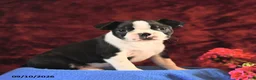 Boston Terrier dogs for sale: Chloe - Ad 3