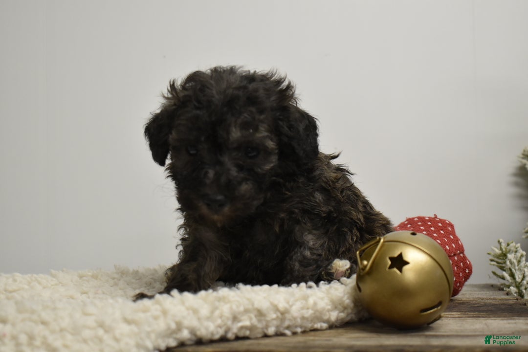 Toy Poodle dogs for sale: Brielle - Ad 2