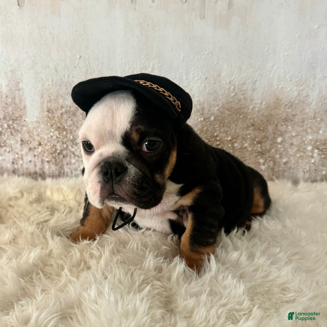 English Bulldog dogs for sale: Petra - Ad 7