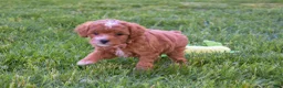 Miniature Poodle dogs for sale: Dixie 💕🐶 - Ad 8