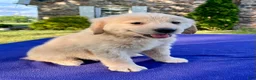 Golden Retriever dogs for sale: Candie - Ad 3