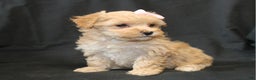 Bichpoo dogs for sale: Betsy - Ad 3