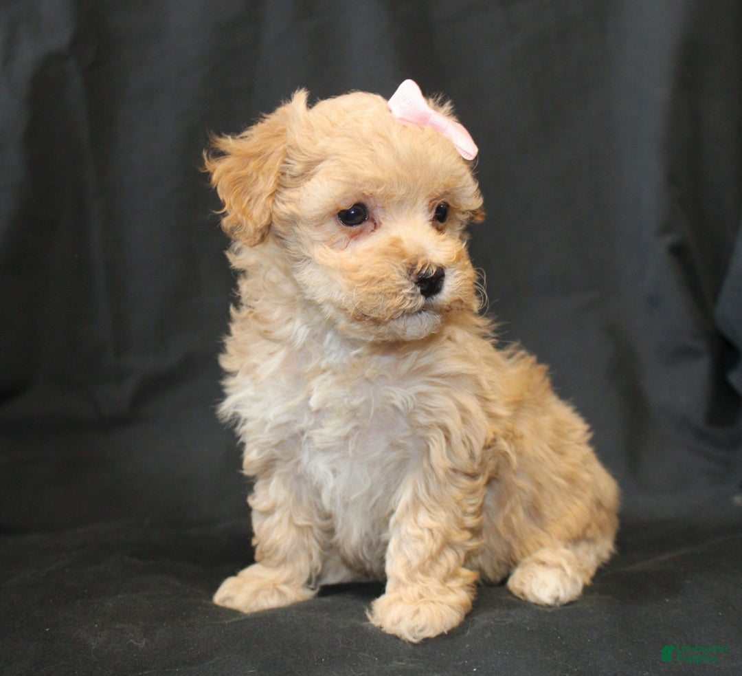 Bichpoo dogs for sale: Betsy - Ad 3