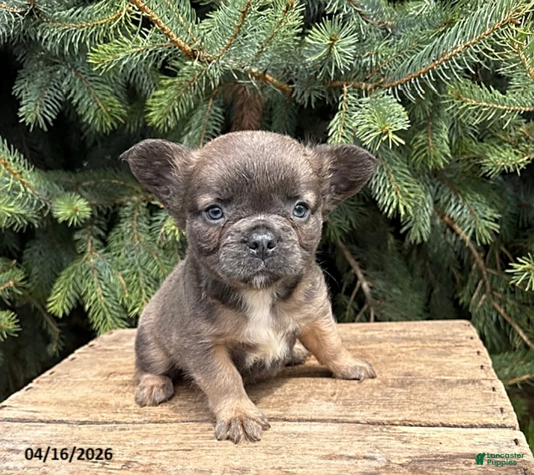 French Bulldog dogs for sale: Mercedes Fluffy - Ad 1