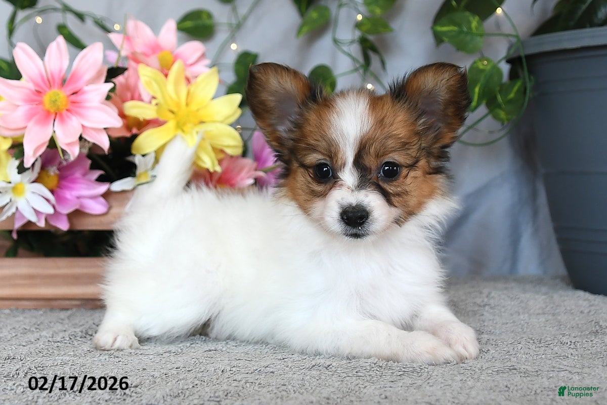 Papillon dogs Darcy - Ad 1