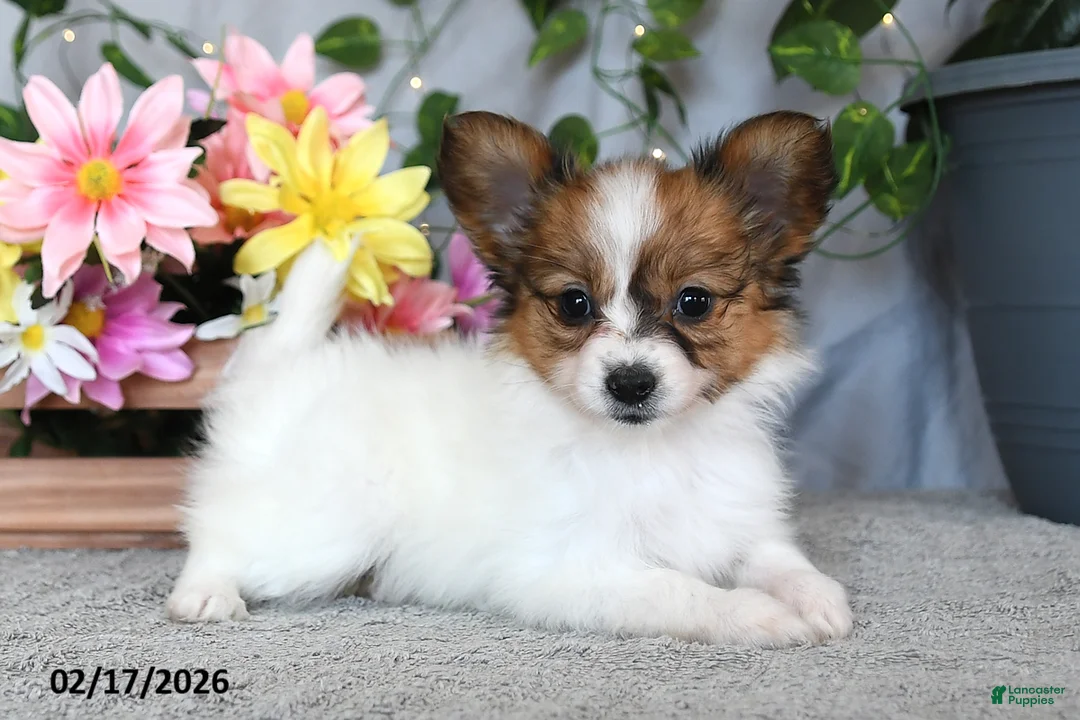 Papillon dogs for sale: Darcy - Ad 1