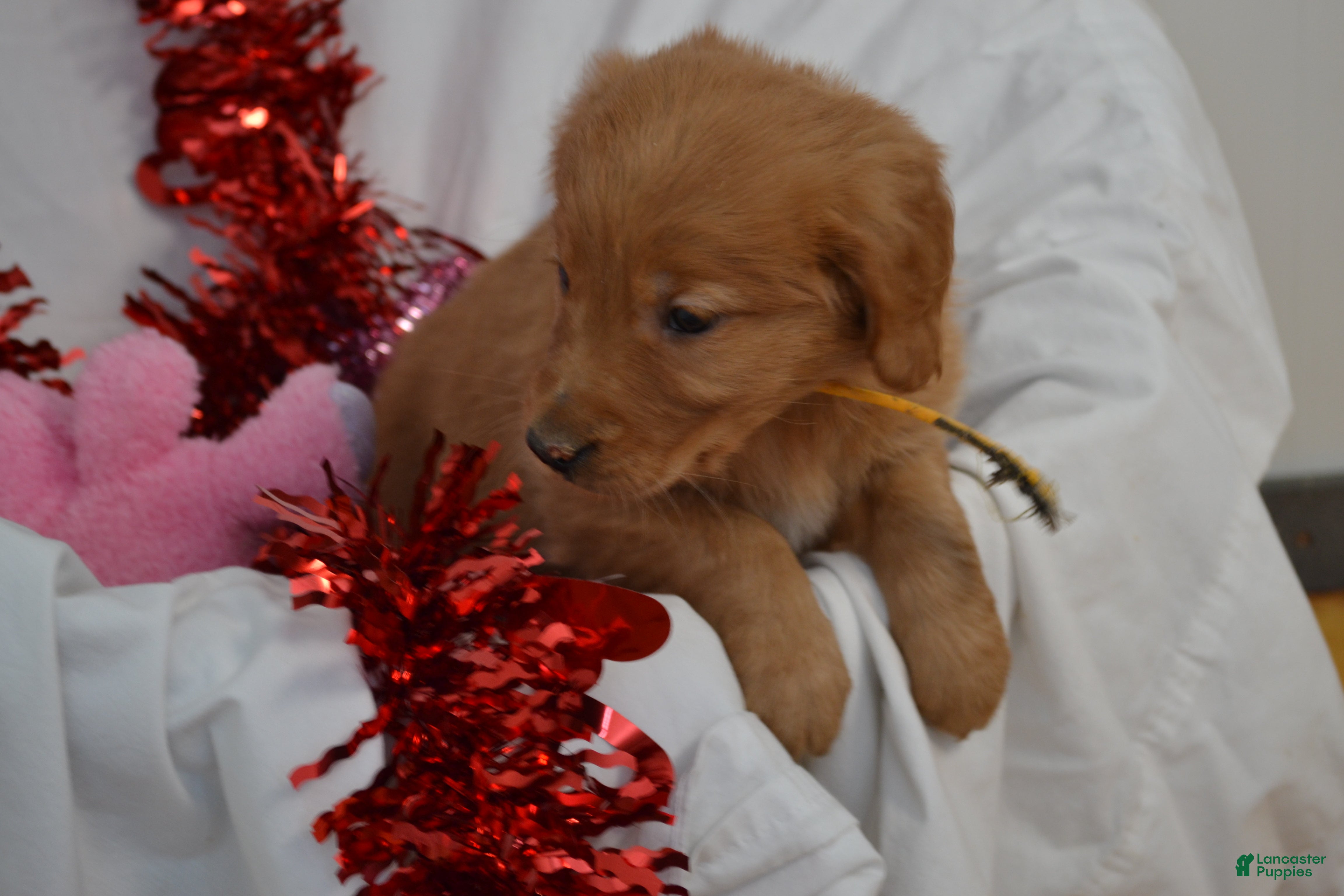 Golden Retriever dogs Ace - Ad 10