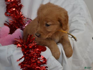 Golden Retriever dogs Ace - Ad 10