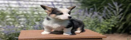 Welsh Corgi Pembroke dogs for sale: Logan - Ad 3